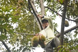 Panen durian di Madiun