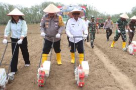 Program tanam jagung serentak 1 juta hektar, segini luas lahan di Simalungun