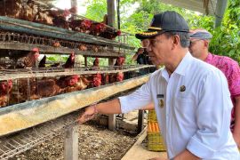 Bupati Buleleng mengecek peternakan telur ayam untuk makan bergizi gratis