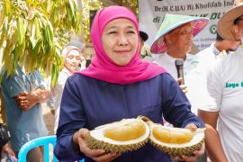 Khofifah siapkan strategi jadikan durian unggulan ekspor Jatim