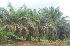 Harga sawit Riau turun sebesar Rp77,86/kg