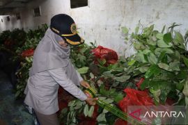 BKHIT Maluku sita 5.000 bibit pala asal Ternate tanpa dokumen