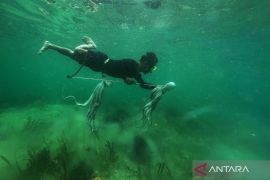 Begini sekilas tradisi Suku Bajo berburu ikan di laut