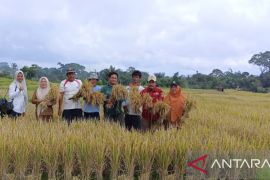 Panen padi petani Sipirok meningkat
