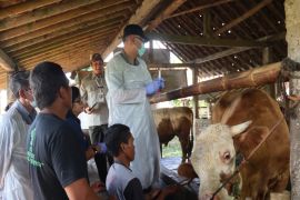 DPP Kulon Progo imbau masyarakat tidak beli ternak di pasar