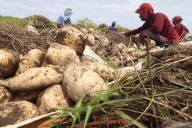Ternyata buka puasa dengan ubi tidak disarankan