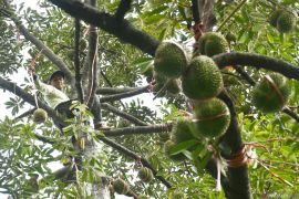 China grants access for Indonesian frozen durian: Barantin