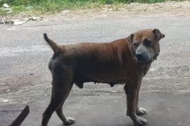 Dinas Peternakan sarankan Porbi vaksinasi anjing demi cegah rabies