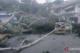 Satu orang terluka akibat tertimpa pohon di Kantor Bupati Inhu