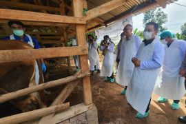 Kementan siapkan vaksinasi untuk atasi penyebaran PMK di Garut