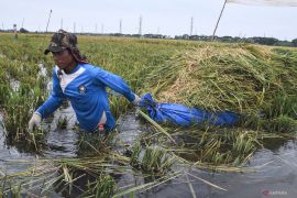 Produksi padi Jakarta turun 13,75 persen pada 2024