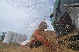 Petani memisahkan gabah dari jerami dengan mesin usai panen di Kota Bengkulu