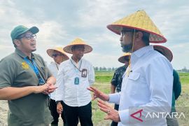 Kemenko Pangan kunjungi RSI, tinjau proses pengolahan ikan tilapia