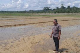 Distan: Seluas 77 hektare tanaman padi di Aceh Timur terancam puso