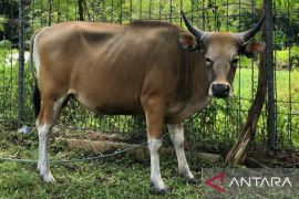 Bermulanya peradaban sehat