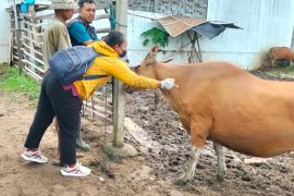 Pemkot Denpasar vaksinasi sapi di empat kecamatan cegah penyebaran PMK