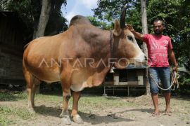 Disnak wacanakan uji coba pemurnian plasma nutfah sapi Aceh