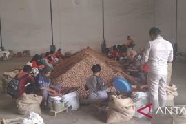 Ekspor pinang biji asal Jambi selama tahun 2024 capai 52.880 ton