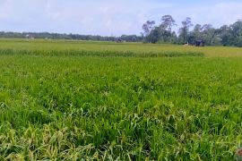 Pemkab Bangka daftarkan varietas padi gogo ke Kementan