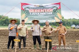 Kuningan tingkatkan produksi jagung untuk diversifikasi pangan