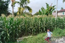 Produksi jagung di Pariaman Sumbar pada 2024 meningkat capai 1.021,8 ton