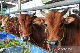 DPKH Kaltim  ajak peternak berperan aktif cegah PMK