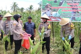 Polres Buru panen jagung   dua hektare di Desa Wailo