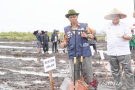 ULM kerahkan ahli lahan basah dukung swasembada jagung