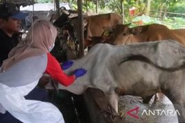 Cegah PMK, Babel targetkan vaksinasi 4.000 ekor sapi