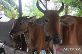 30.185 ternak di Bangka Belitung berisiko tertular PMK