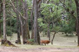 BBKSDA NTT tutup sementara kunjungan ke TN Mutis