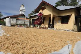 Penuhi target, BPSIP Aceh produksi 31 ton benih padi dan jagung di 2024