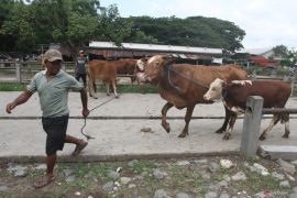 Penutupan Pasar Sapi Tulungagung diperpanjang hingga 9 Februari