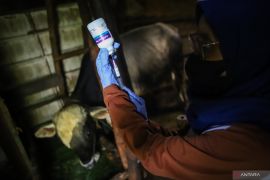 Ribuan sapi di Lamongan divaksin untuk kendalikan PMK