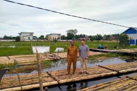 Petani Tapin budidaya cabai hiyung apung hadapi cuaca ekstrem