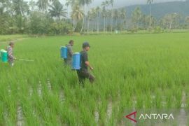 Serangan wereng coklat di Tapsel capai 23,5 hektare, petani lakukan pengendalian massal