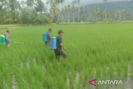 Serangan wereng coklat di Tapsel capai 23,5 hektare, petani lakukan pengendalian massal