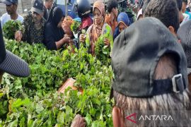 Pemkab Muna dorong petani kembangkan tanaman nilam