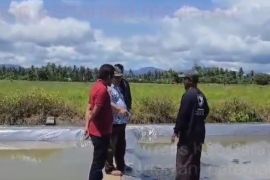 Dinas Pertanian Malut fokus kembangkan pangan dan hortikultura