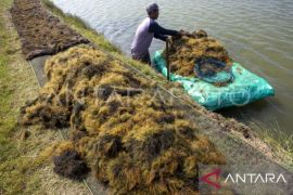 Akademisi Unpatti: kembangkan rumput laut