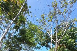 Melestarikan hutan adat Jayapura menjadi ekowisata