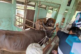 DKPP Belitung vaksin ratusan ekor sapi cegah PMK