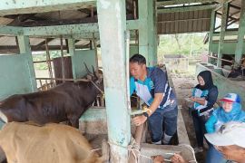 Dokter hewan: Vaksinasi perkecil peluang sapi tertular PMK