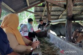 Mukomuko ambil 50 sampel darah ternak suspek PMK
