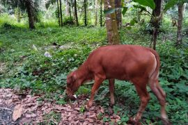 Populasi sapi di Pariaman 2024 turun jadi 2.608 ekor