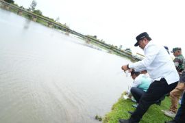 Polman mengembangkan ikan nila di Bendungan Sekka-Sekka
