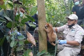 PT Timah lepasliarkan satwa endemik Babel peringati Hari Primata