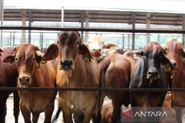 Babel perketat pemasukan ternak luar jelang ramadhan
