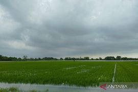 Sawah 717 ha di Kudus tergenang banjir