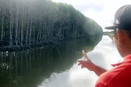 Lahan tambak jadi wadah restorasi mangrove di pesisir Kaltim